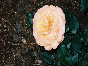 alt1