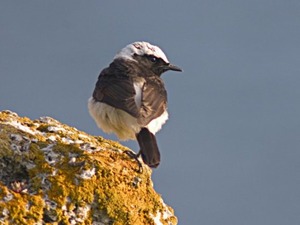 Bird watching in Bulgaria