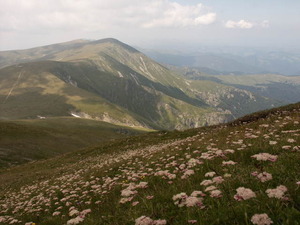 alt1