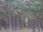Forest for sale near Vidin, Bulgaria - Lovely pine forest close to a lake