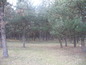 Forest for sale near Vidin, Bulgaria - Lovely pine forest close to a lake
