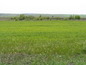 Agricultural land for sale near Elhovo