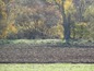 Investment land for sale near Elhovo