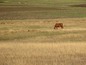 Agricultural land for sale near Elhovo, Bulgaria - Over 65 acres of agricultural land on perfect price. Have a look!!!