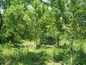 House for sale near PLOVDIV, Bulgaria - A nice and cozy rural house near Plovdiv...