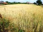 Teren intravilan pe colt, de 1,680 m.p., in Krivnya, sat linistit tipic bulgaresc 