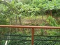 A view from the terrace to the garden
