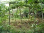 The garden itself