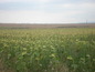 Agricultural land for sale near Burgas, Bulgaria - 27017 sq.m. land very close to Burgas!