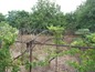 The garden again