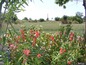 House for sale near Stara Zagora, Bulgaria - Well-presented family house with spacious garden