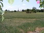 The garden