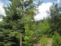 Land for sale near Sofia, Bulgaria - Delightful plot of land in regulation, views to Iskar Reservoir