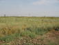 Agricultural land for sale near Sofia, Bulgaria - Well-proportioned plot of land, close to the ring road of Sofia