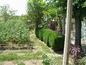 The garden