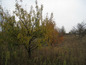 Land for sale near Montana