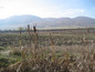 Agricultural land for sale near Sofia