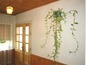 House for sale near Dobrich, Bulgaria - Lemon-colored house in village with fresh air