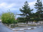 alt5