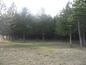 Forest for sale near Vidin. Lovely pine forest close to a lake