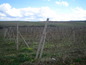 Agricultural land for sale near Sliven. A vineyard for sale near Sliven