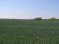 Agricultural land for sale near Plovdiv. A spacious plot of land for a really good price!
