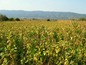 Land for sale near Burgas. A regulated plot of land near Burgas!